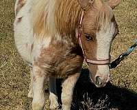 cart-pony