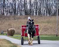 driving-draft-horse