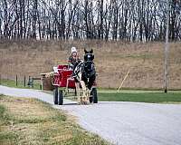 kid-safe-draft-horse