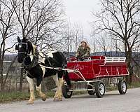 trail-draft-horse