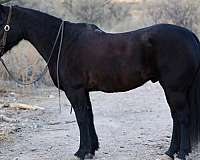 black-none-horse