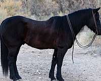 quarter-horse