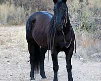 ranch-work-quarter-horse