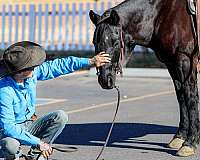 all-around-quarter-horse