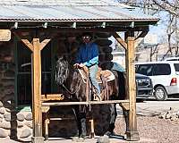 trail-quarter-horse