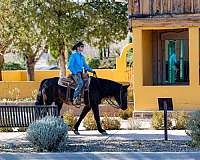 husband-safe-quarter-horse