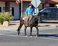 kid-safe-quarter-horse