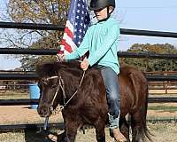 beginner-safe-miniature-pony