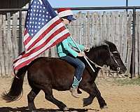 ranch-work-miniature-pony