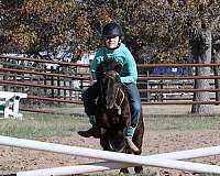 beginner-miniature-pony