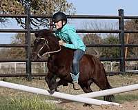 playday-miniature-pony