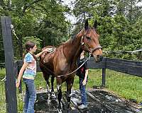 competitive-trail-pony