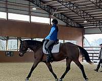 dressage-appendix-oldenburg-horse