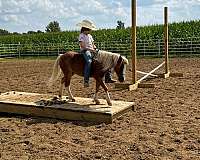 beginner-safe-miniature-pony