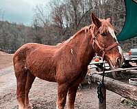 all-around-belgian-horse