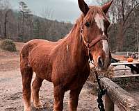 any-level-rider-belgian-horse