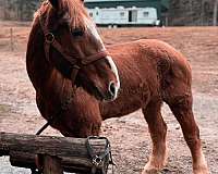 delivery-belgian-horse