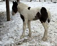 black-tobiano-gvhs-mare