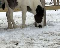 black-tobiano-gvhs-stallion