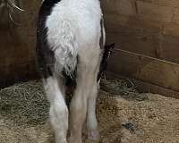 black-tobiano-gvhs-foal