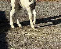 tobiano-horse