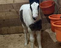 smokey-black-tobiano-horse