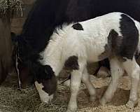 all-around-breeding-gypsy-vanner-horse