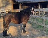 smokey-black-gypsy-vanner-filly