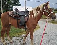 cash-only-draft-horse