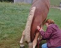 donkeys-draft-horse