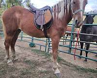 field-draft-horse