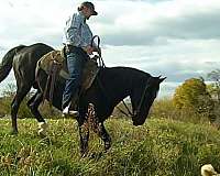 behaved-tennessee-walking-horse