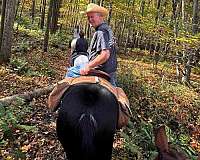 black-tennessee-walking-horse