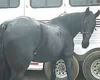 bodied-tennessee-walking-horse