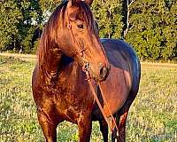 ranch-quarter-horse