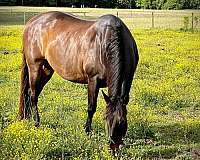 barrel-quarter-horse