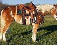 chestnut-overo-blaze-horse