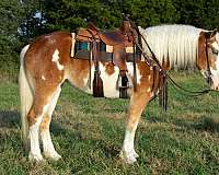 ranch-quarter-horse