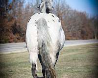 ranch-work-quarter-pony