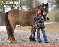 buckskin-dark-points-pony