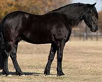 black-none-horse