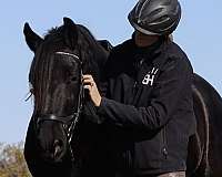 draft-friesian-horse