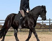 trick-friesian-horse