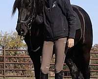 beginner-friesian-horse