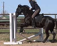 experienced-friesian-horse