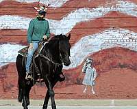 flashy-friesian-horse