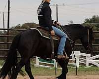 husband-safe-friesian-horse