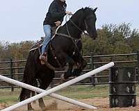 kid-safe-friesian-horse