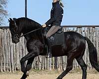 ranch-versatility-friesian-horse