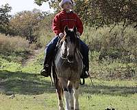 family-horse-quarter